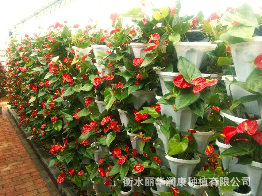 阳台种菜新潮流 立体6层组合花盆，把菜园搬进家
