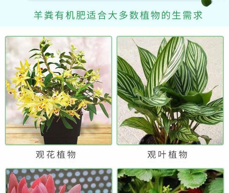 绿色养花之道 为何发酵羊粪与土壤活化剂成为园艺新宠